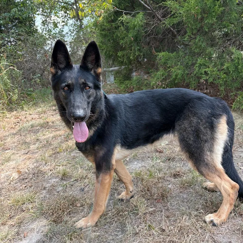 An adult large-sized female German Shepherd Dog dog named Indy for adoption in Van Horne, IA