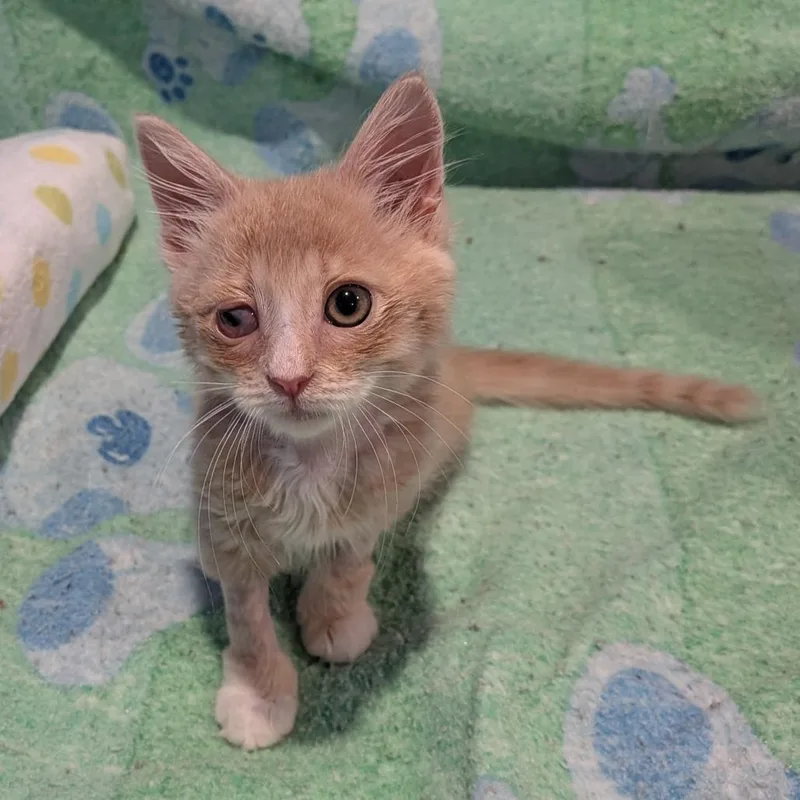 A baby small-sized male Domestic Short Hair cat named David for adoption in Fairfax, VA