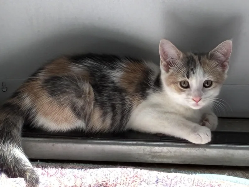 A young small-sized female Calico cat named Duckie for adoption in Lindenhurst, NY