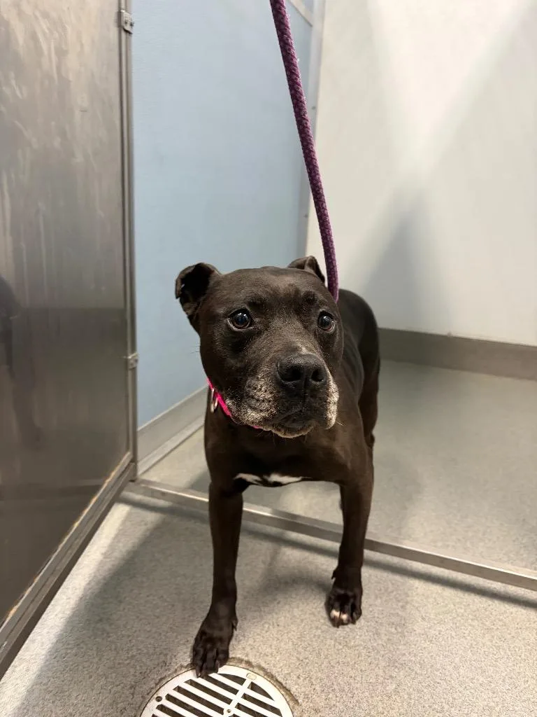 An adult medium-sized male Pit Bull Terrier dog named Loki for adoption in Bloomington, IN