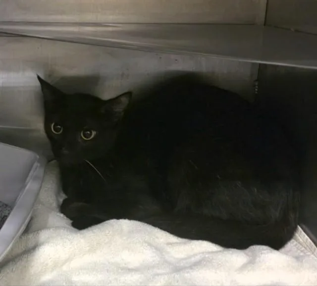 An adult medium-sized female Domestic Short Hair cat named Midnight for adoption in Conroe, TX