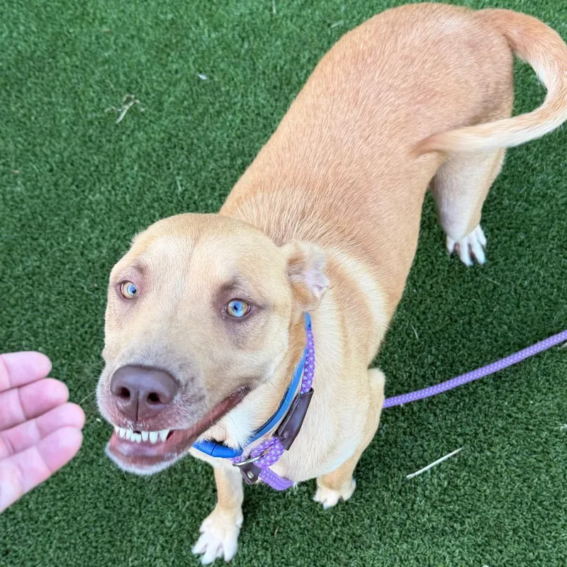 An adult large-sized male Yellow / Tan / Blond / Fawn Mixed Breed dog named Bo for adoption in Chattanooga, TN