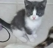 A baby medium-sized female Gray & White Domestic Short Hair cat named Poppy for adoption in Greenville, NC