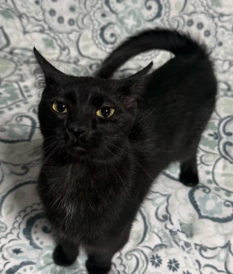 A baby medium-sized male Domestic Short Hair cat named Dracula for adoption in Island Lake, IL
