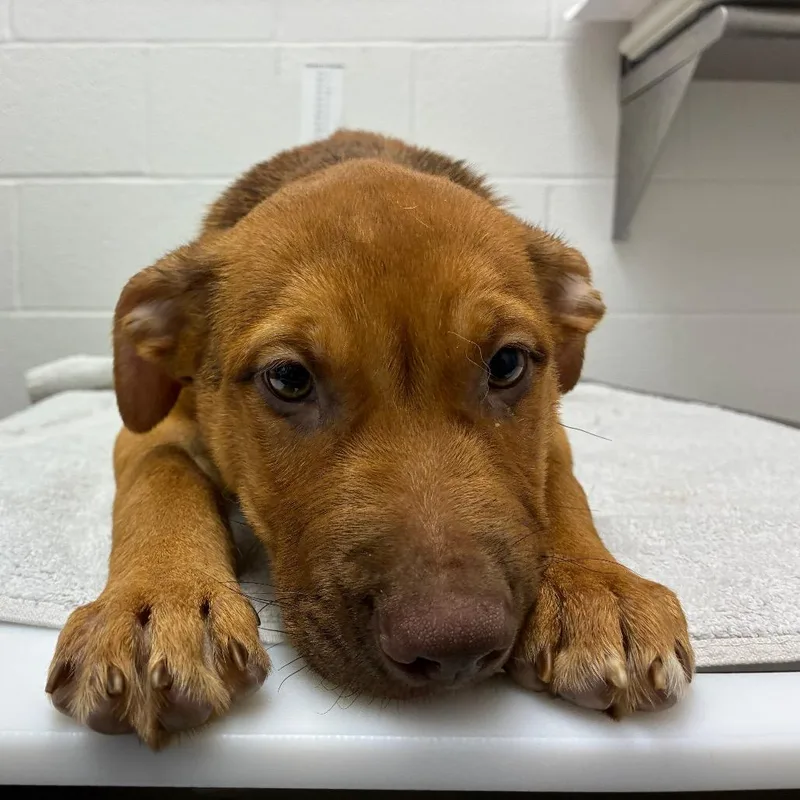 A baby small-sized male Shepherd dog named Pax for adoption in Corpus Christi, TX