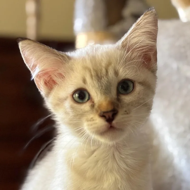 A baby small-sized male White Domestic Short Hair cat named Dandelion Faye for adoption in Tustin, CA