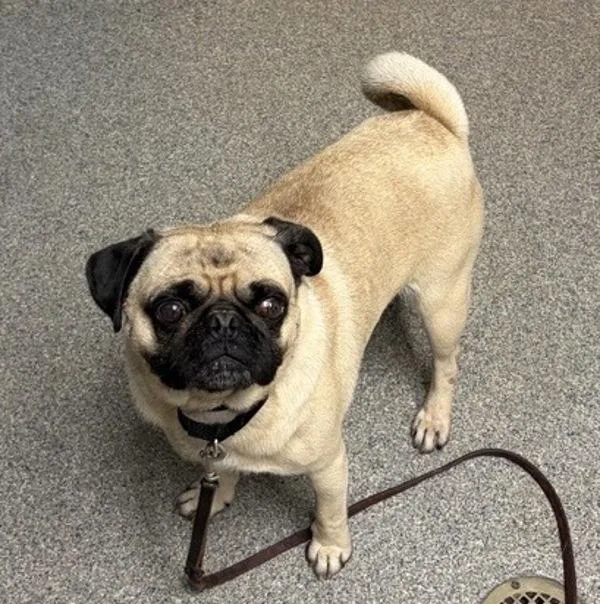 An adult small-sized male Pug dog named Stewart for adoption in Escondido, CA