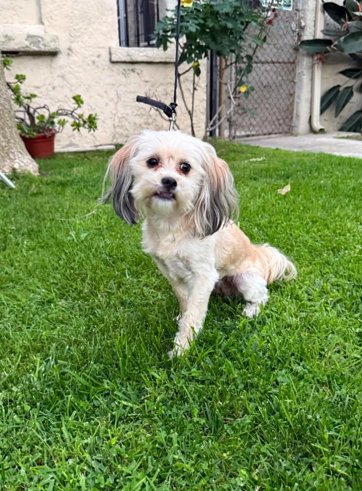 A young small-sized female White / Cream Shih Tzu dog named Cleo for adoption in Los Angeles, CA