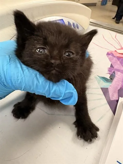 A baby small-sized male Domestic Short Hair cat named Bryan for adoption in Riverside, CA