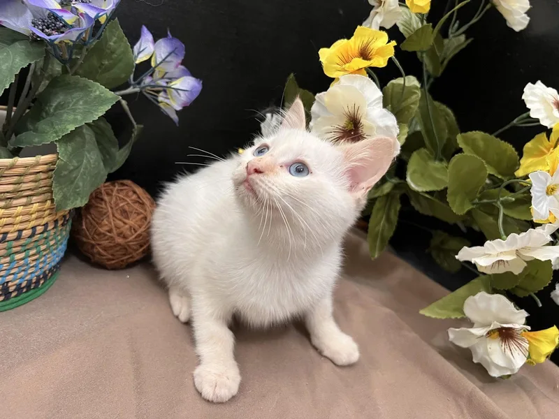 A baby small-sized male Siamese cat named Catura for adoption in Fayetteville, GA