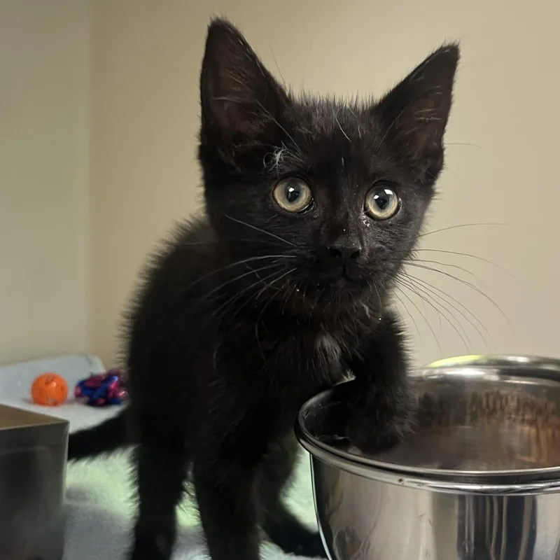 A baby small-sized female Black Domestic Short Hair cat named 71087 for adoption in Harrisonburg, VA