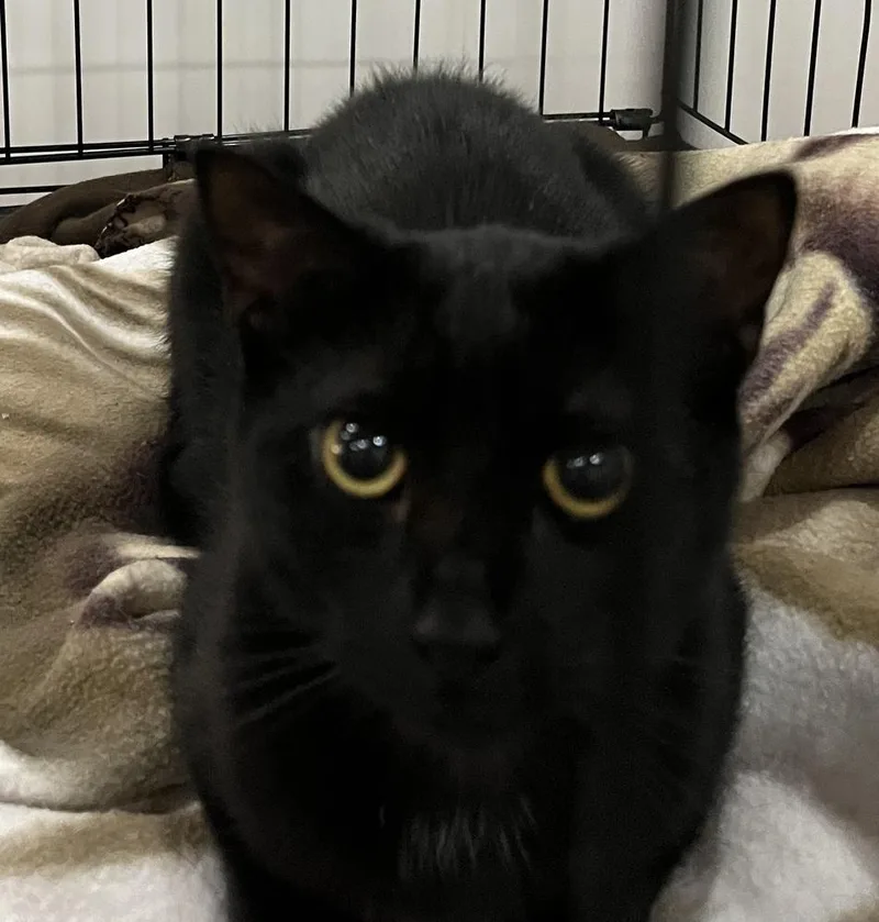 A baby small-sized female Black & White / Tuxedo Domestic Short Hair cat named Maeve for adoption in Duxbury, MA