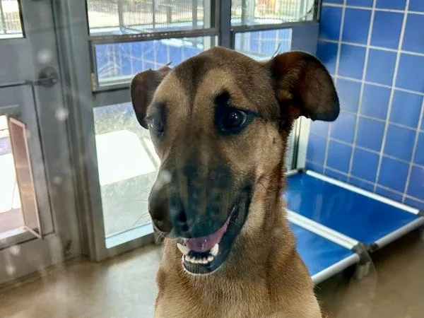 A young medium-sized female Mixed Breed dog named Xena for adoption in Austin, TX