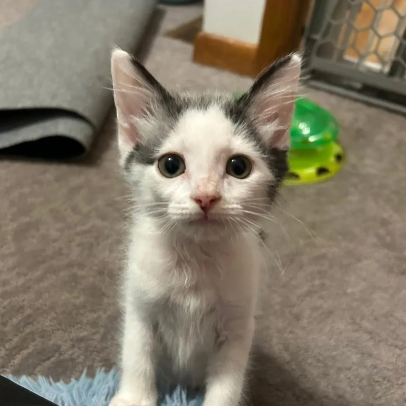 A baby small-sized male Gray / Blue / Silver Domestic Medium Hair cat named Hiccup for adoption in Harrisonburg, VA