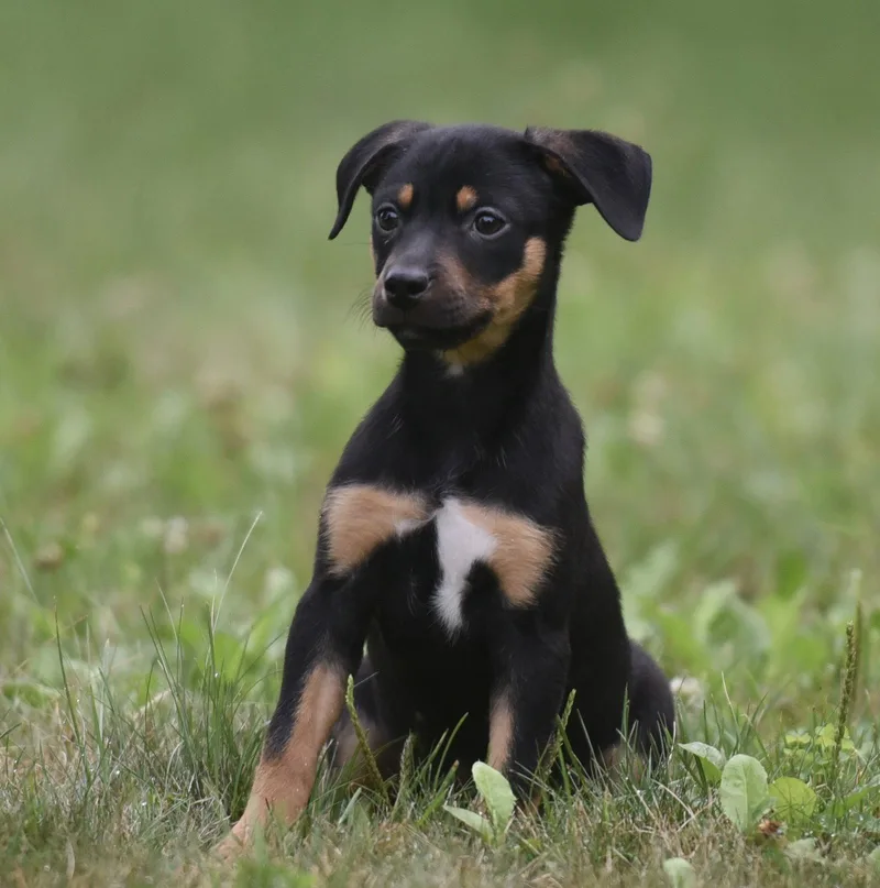 A baby medium-sized female Pit Bull Terrier dog named Gina for adoption in Mechanicsburg, PA