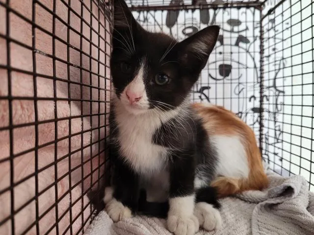 A baby small-sized male Domestic Short Hair cat named Becket for adoption in San Pedro, CA
