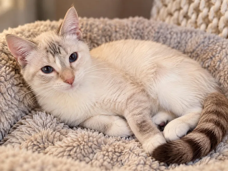 An adult medium-sized female Buff / Tan / Fawn Domestic Short Hair cat named Chicken for adoption in Pineville, LA