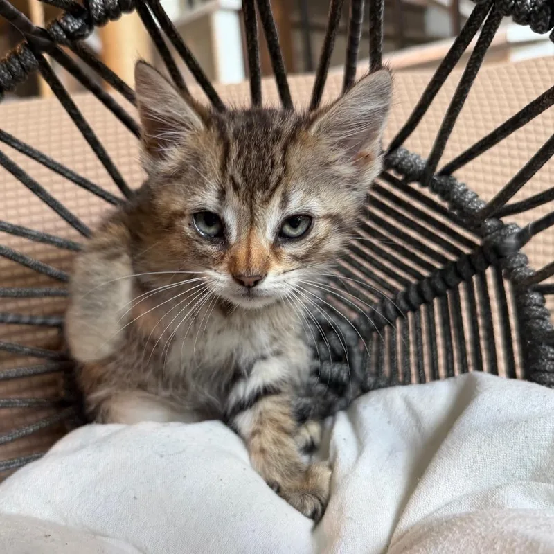 A baby small-sized female Buff / Tan / Fawn Domestic Short Hair cat named Angelina for adoption in Flower Mound, TX