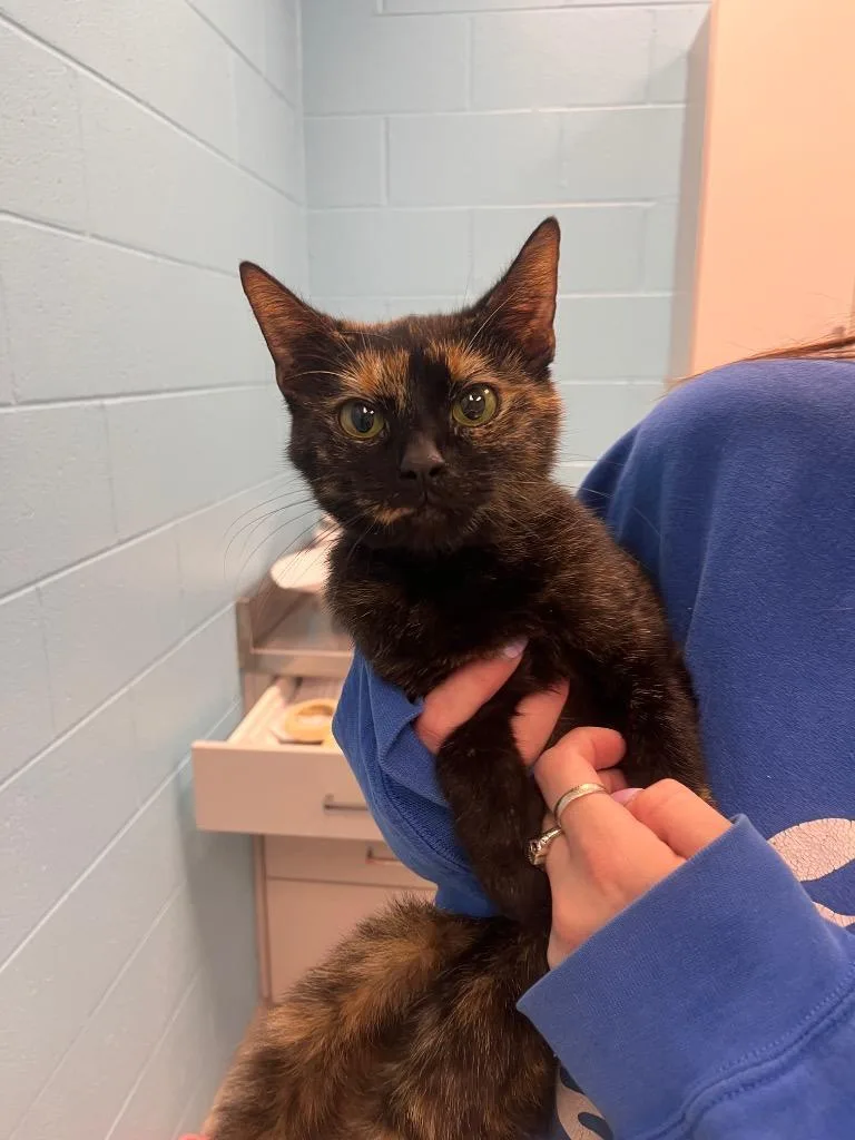 An adult small-sized female Tortoiseshell Domestic Short Hair cat named Lucy for adoption in Frankfort, KY