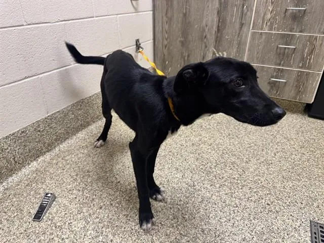 A young medium-sized female Labrador Retriever dog named Fruity Pebbles for adoption in Colorado Springs, CO