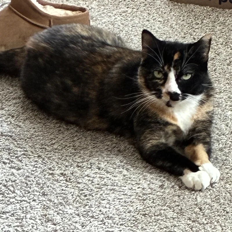 A young medium-sized female Tortoiseshell cat named Hailey for adoption in Orange, CA