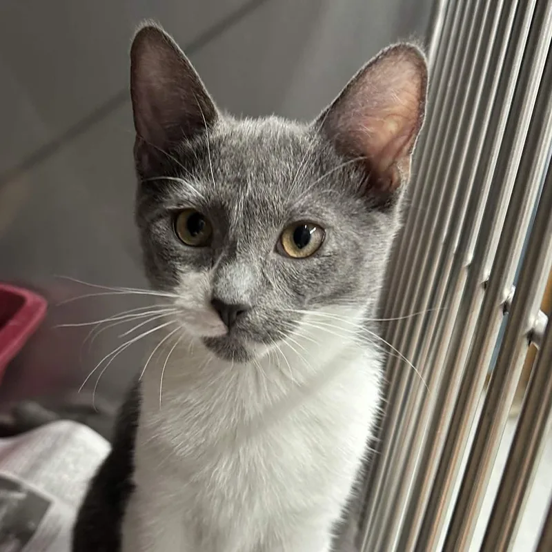 A baby medium-sized female Gray & White Domestic Short Hair cat named Phoebe for adoption in Exeter, RI