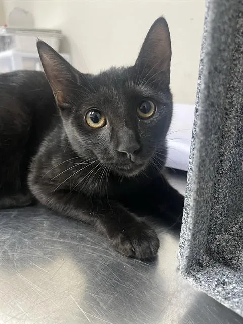 A young medium-sized female Domestic Short Hair cat named Sallie for adoption in Naples, FL