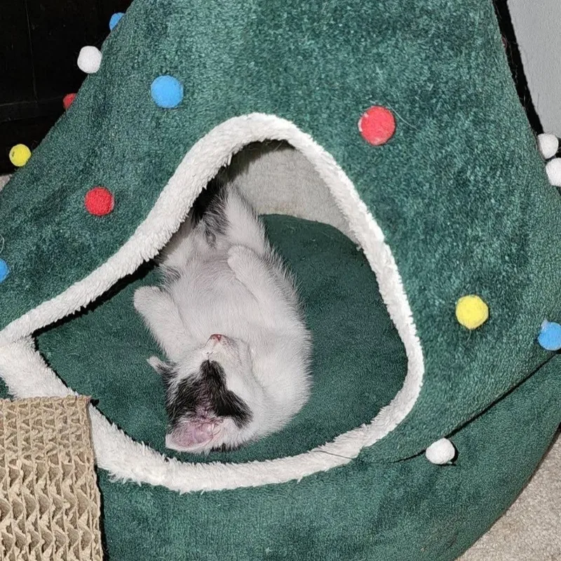 A baby small-sized female White Domestic Medium Hair cat named Amelia for adoption in Evensville, TN