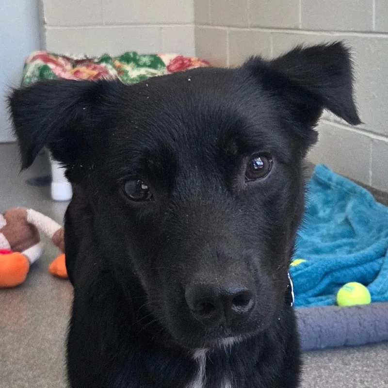 A young small-sized male Black Mixed Breed dog named Porkchop for adoption in Kennebunk, ME