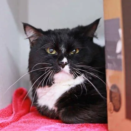 An adult small-sized male Black Domestic Short Hair cat named Binxx for adoption in Atlanta, GA