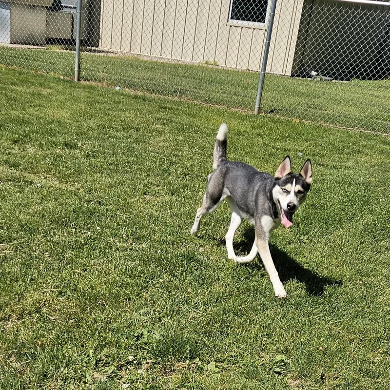 An adult large-sized female Husky dog named Maggie for adoption in Benton Harbor, MI