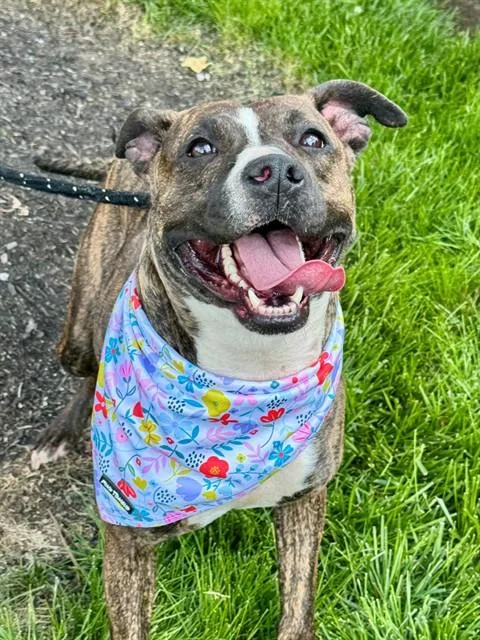A young large-sized female Terrier dog named Sienna for adoption in Olivette, MO