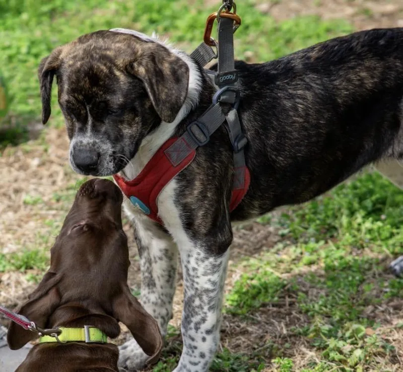 Cheesecake thumbnail 2