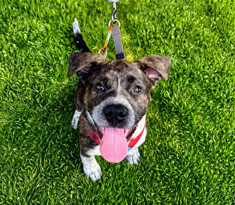 Cheesecake thumbnail 4