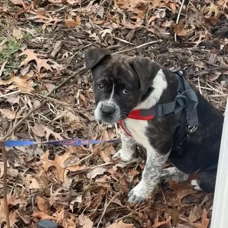 Cheesecake thumbnail 5