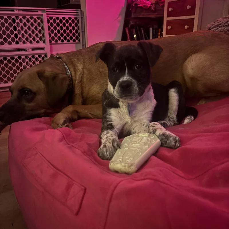 Cheesecake thumbnail 6