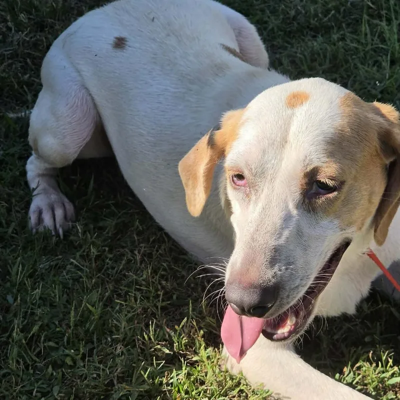 A young medium-sized female Hound dog named Samantha for adoption in Washington, DC