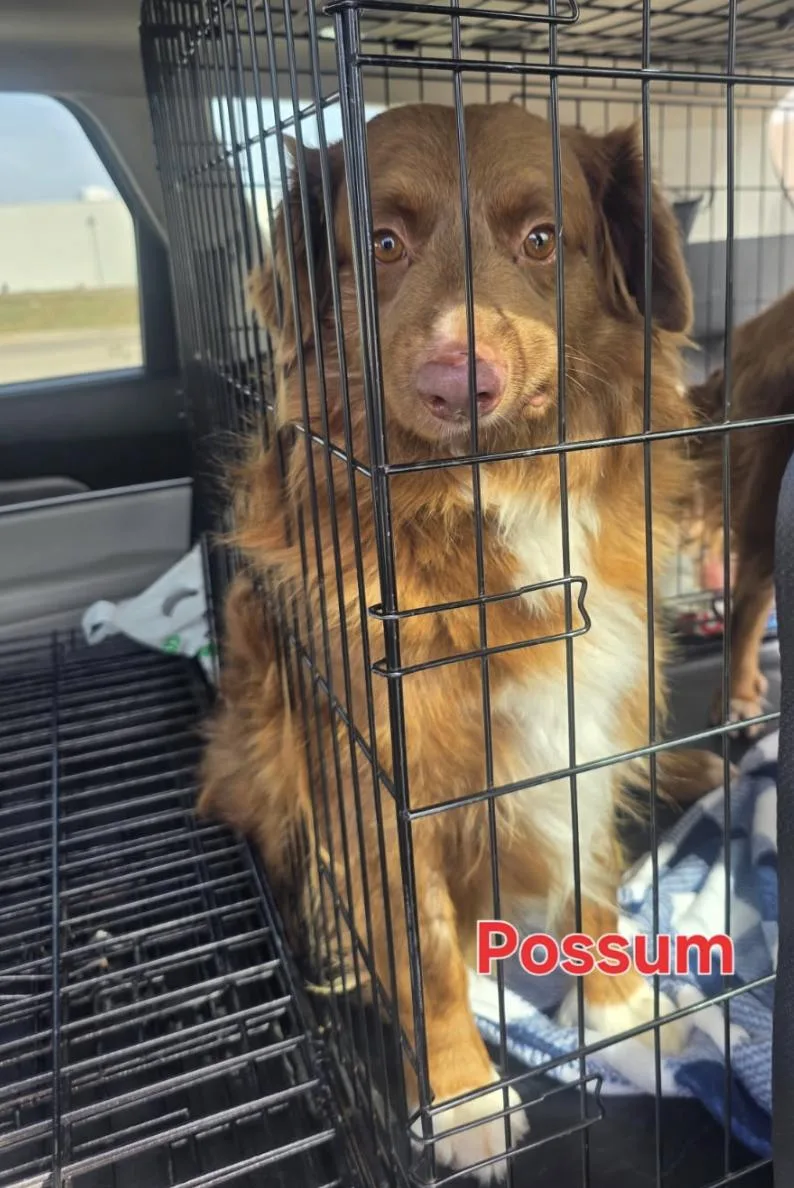 Possum thumbnail 2