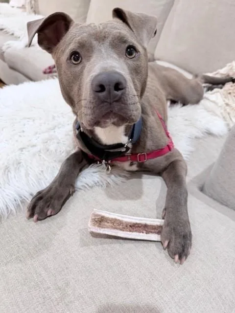 An adult large-sized male Pit Bull Terrier dog named Smokey for adoption in Charlotte, NC