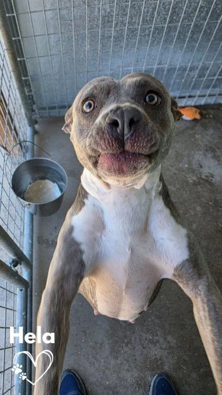 Hela