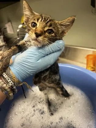 A baby small-sized male Domestic Short Hair cat named Haku for adoption in Fallston, MD