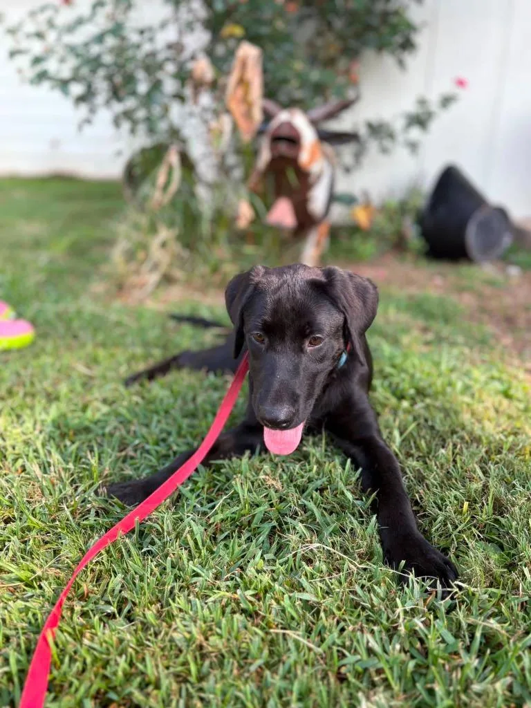 A baby medium-sized female Mixed Breed dog named Myrtle for adoption in Fond Du Lac, WI