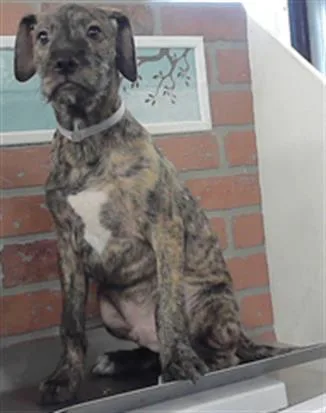 A baby small-sized male German Shepherd Dog dog named Luis for adoption in Houston, TX