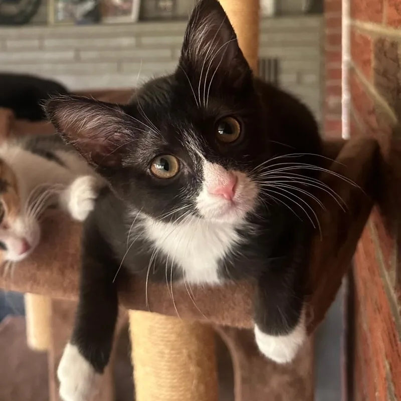 A baby medium-sized female Black & White / Tuxedo Domestic Short Hair cat named Donut for adoption in Washington, PA