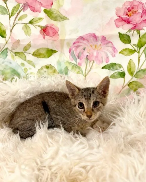 A baby small-sized male Tabby (Tiger Striped) Tabby cat named Brownie for adoption in Tehachapi, CA