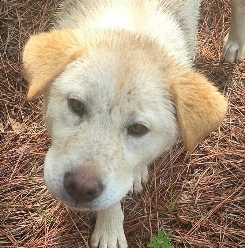A baby large-sized female Retriever dog named Tortilla for adoption in Bloomfield, CT