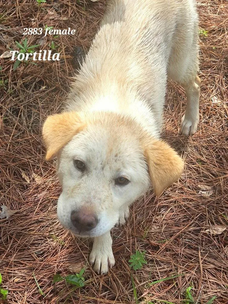 Tortilla thumbnail 2