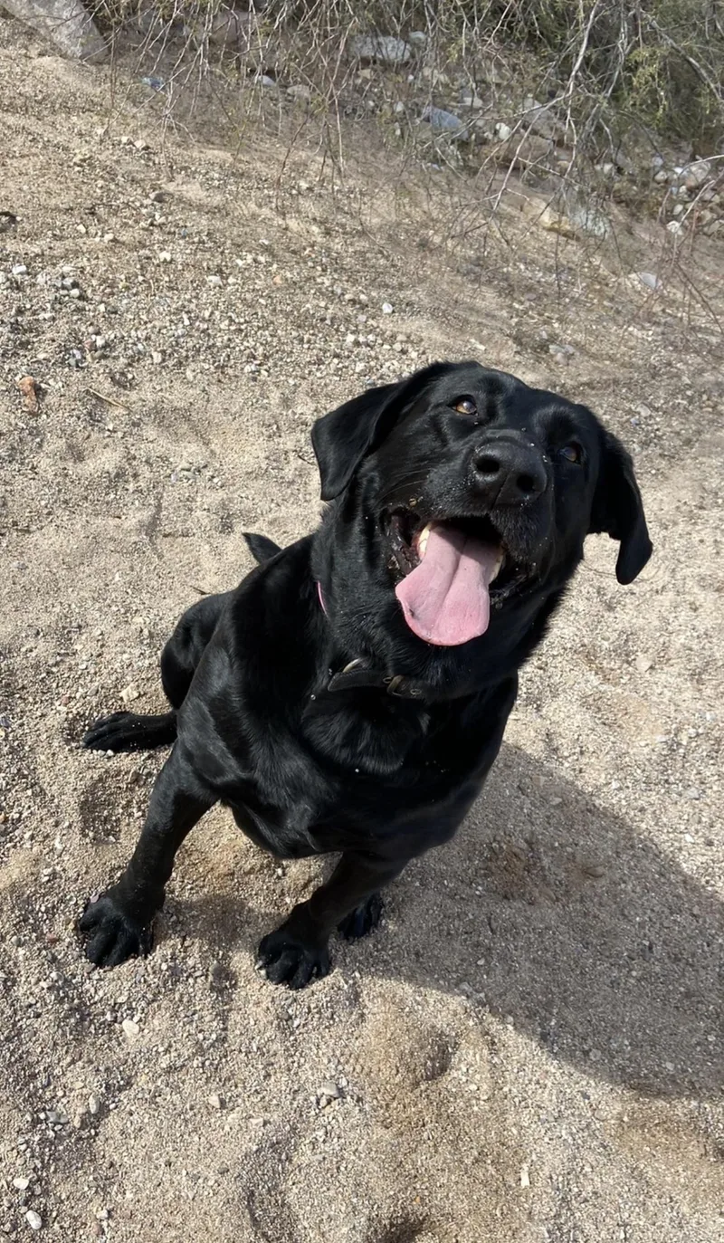 A senior large-sized female Black Labrador Retriever dog named Charlie for adoption in Vail, AZ