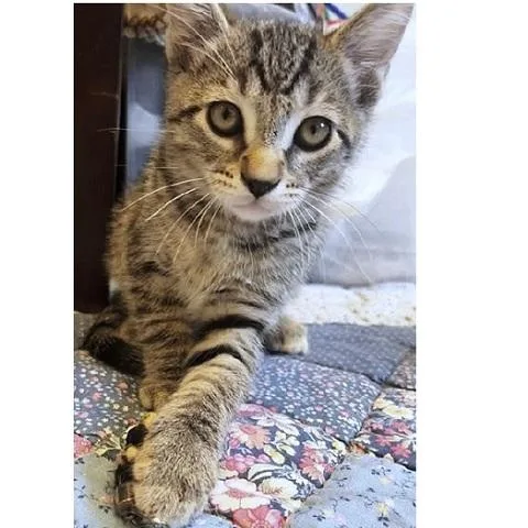 A baby medium-sized male Tabby (Brown / Chocolate) Tabby cat named Dexter for adoption in Salt Lake City, UT