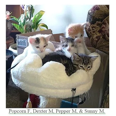 Dexter thumbnail 2